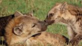 Hyenas’ social status shines through in their poop