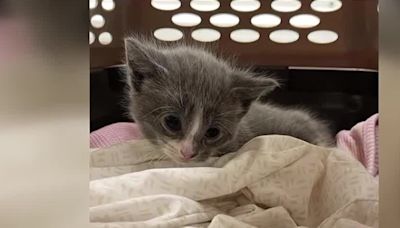 Kittens found in trash compactor after worker hears meowing