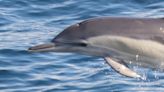Dolphin in Florida with ‘highly pathogenic’ bird flu raises concerns from researchers