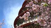 淡水天元宮櫻花朵朵開！ 遊客搶拍「夢幻粉色景」