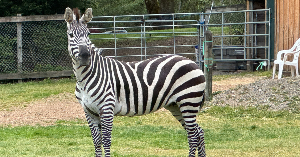 Last of Escaped Zebras Captured With White Bread, Oats and ‘Positivity’