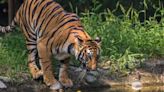 MP: Forest department says ‘only 1 tiger missing’ not 2 from VRD reserve