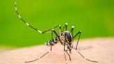Indore Monsoon Woes: 8 New Dengue Cases Push City's July Total To 90