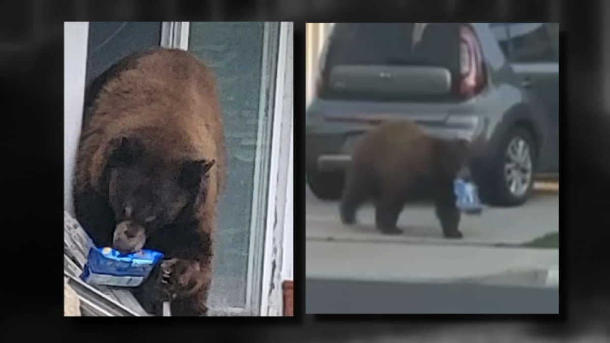 Bear nicknamed ‘Oreo' causes trouble for Monrovia neighborhood