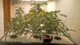 Detectan cultivo ilegal de marihuana en Montañita, dos personas fueron detenidas