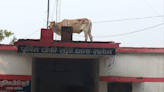 UP: Bull climbs Atop Police Outpost’s Roof In Rae Bareli, Video Goes Viral