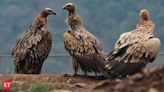 Decline in Vulture population leading to health crisis in India, costing nearly $70 billion, 5 lakh deaths, study finds - The Economic Times