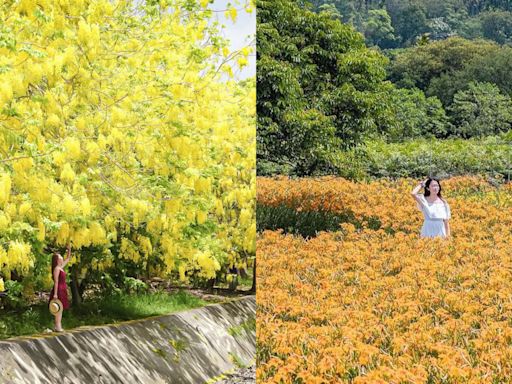 滿樹黃花遍地金 「這5處景點」看初夏最美的金色花海波浪