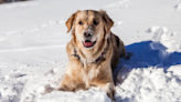 Clever Hockey-Loving Golden Retriever Busts Onto the Ice Rink Like It's His Job