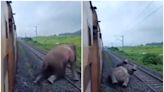 Heartbreaking Video! KKR Star Varun Chakravarthy...Authorities To Take Action After Elephant Dies Following Train Hit...