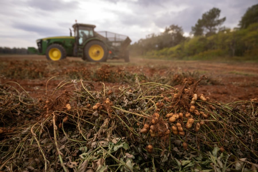 Let’s get cracking: Georgia’s history with peanuts, the state crop