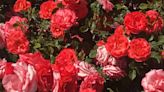 El Paso's Municipal Rose Garden dazzles at Spring 2024 open house