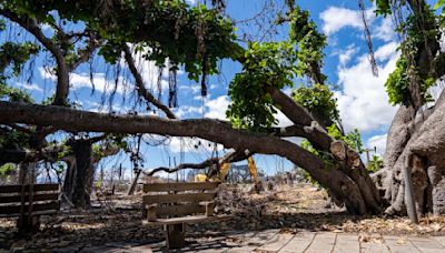 The Church of Jesus Christ of Latter-day Saints donates $1.5M to help with Maui relief efforts