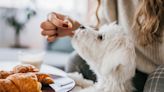 These human foods are making your dog pack on the pounds