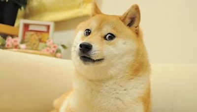 Muere a los 18 años Kabosu, la icónica perra que dio vida a uno de los mayores memes de la historia de Internet