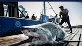 Great white shark Tancook reaches NJ coast as shark migration continues