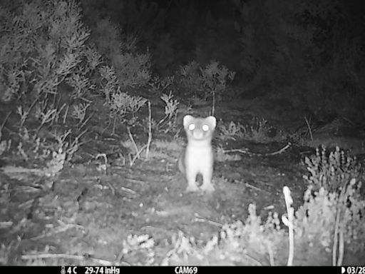 Por qué Nueva Zelandia se gastó una pequeña fortuna en matar a un único y escurridizo depredador peludo