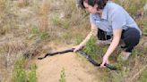 Florida snake release looks to restore ecosystem