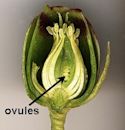 Ovule