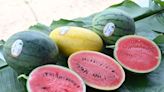 AFCD to highlight varieties at Local Organic Watermelon Festival (with photos)
