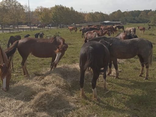 Universidade que abriga Caramelo recebe 45 cavalos de cuidador que perdeu galpão e residência no RS