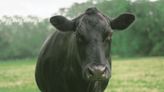 Story of Neglected Cow Meeting Her First Friends at New Sanctuary Is Everything