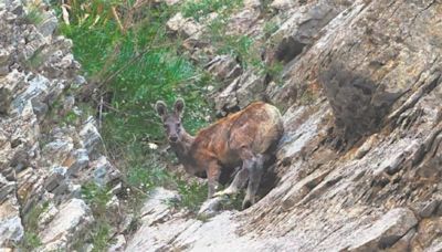 90 minutes with a musk deer in Gurez