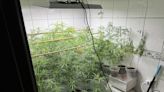 竹縣警淨化社區全力掃蕩不法 查獲大麻種植場 | 蕃新聞