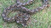 La serpiente de mayor tamaño en el mundo: amenaza a las especies endémicas de Puerto Rico