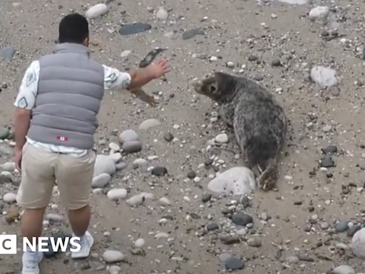 YouTube footage shows man throw rock at seal in Llandudno