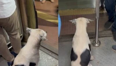 Watch: Dog Travels In Mumbai Local, Deboards Only After It Halts - News18