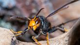 Asian hornets survive UK winter for first time amid spike in sightings