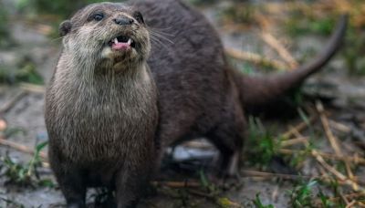 Etats-Unis : Une loutre saisit un enfant et l’entraîne dans une rivière, sa mère le sauve de justesse