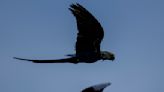 Recovery of Brazil's Spix's macaw, popularized in animated 'Rio' films, threatened by climate change