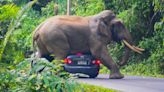 Elephants on deadly rampages crush people as beasts stampede through towns