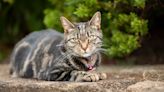Polish scientists spark uproar by labelling cats an invasive alien species
