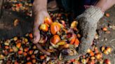 How palm oil became the world's most hated, most used fat source