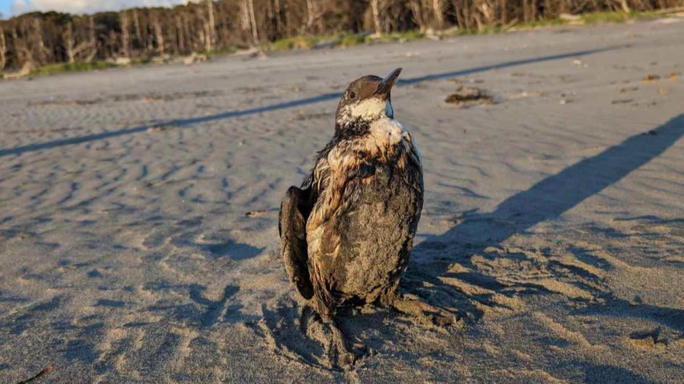 State agencies, Coast Guard investigate tar balls, oiled birds on OR/WA coastlines