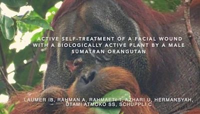 Orangutan observed treating wound using medicinal plant for first time