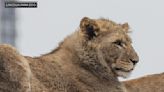 Lion has died in Chicago's Lincoln Park Zoo