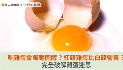 吃雞蛋會飆膽固醇？紅殼雞蛋比白殼營養？完全破解雞蛋迷思