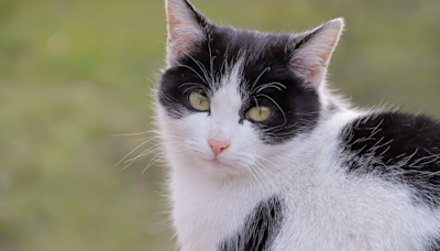 Cat Is Truly the Belle of the Ball in Barn Full of Cows