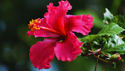 How To Grow Healthy Hibiscus Plant In Your Garden