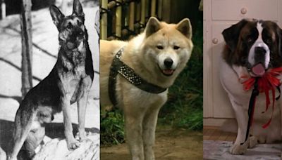 De Rin Tin Tin a Beethoven: Recuerde a los perros que conquistaron la gran pantalla