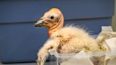 Record 17 condor chicks thrive at L.A. Zoo: See the babies fueling the California comeback