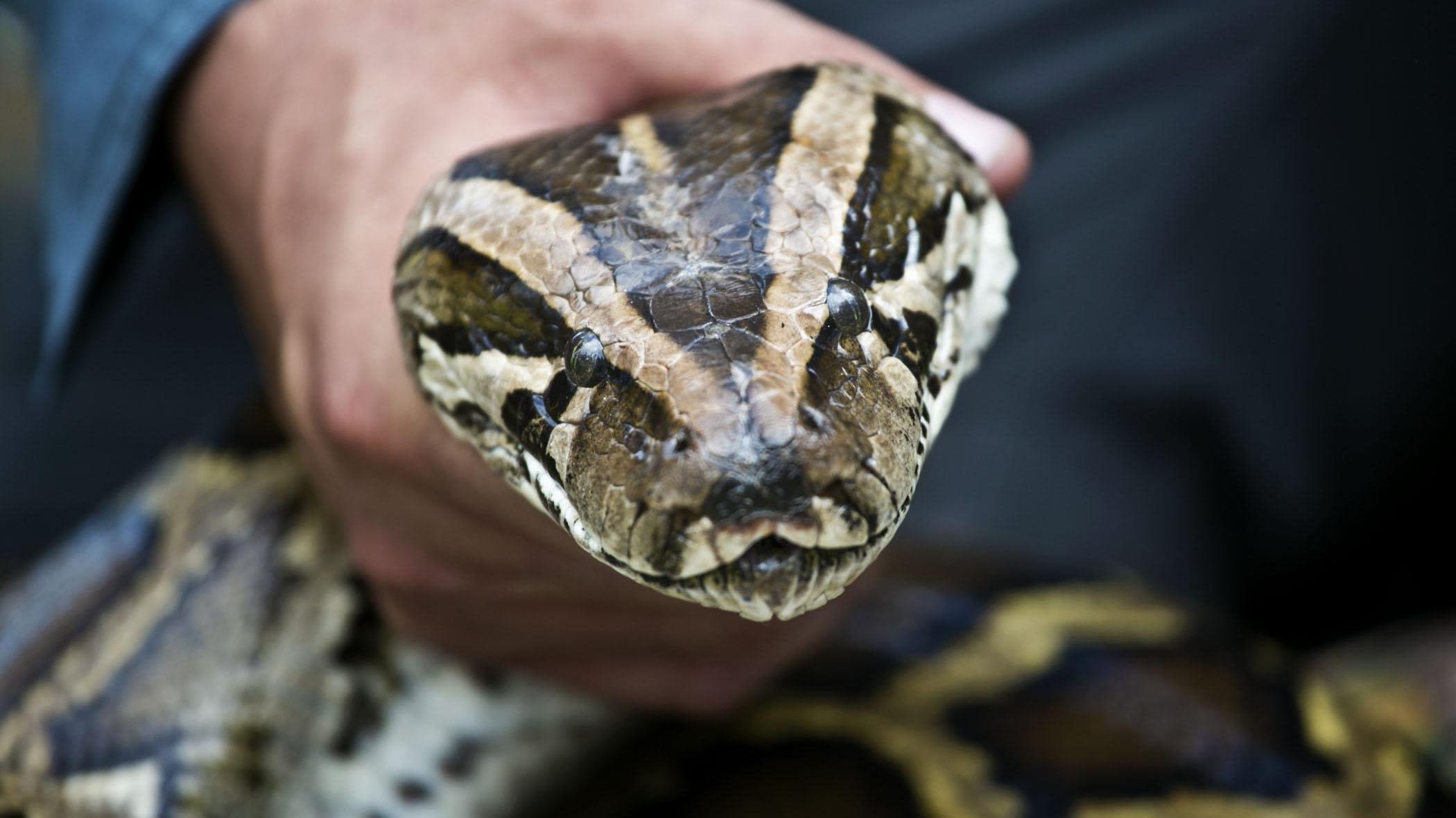 No guns: Legal ways to kill a Burmese python in Florida Python Challenge