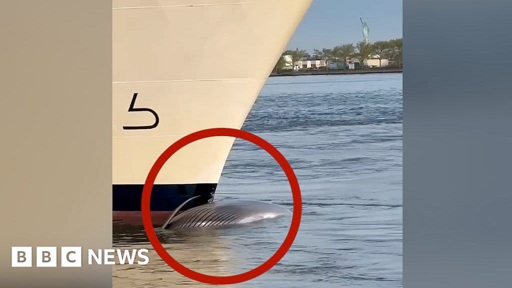 Video shows dead whale across cruise ship's bow in NYC