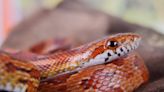 Travel nightmare: Man caught smuggling over 100 live snakes in his pants