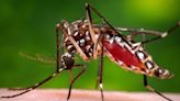 Yellow Fever-carrying mosquitoes detected in Northern California