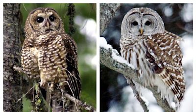 The federal government plans to kill half a million West Coast owls